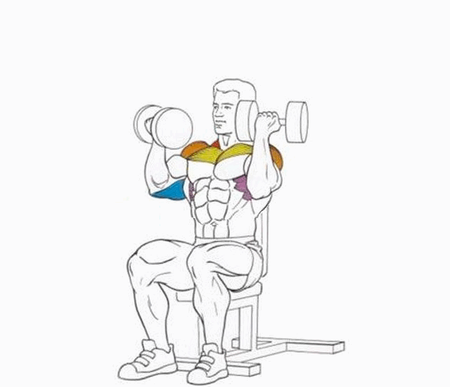 Жим гантелей сидя